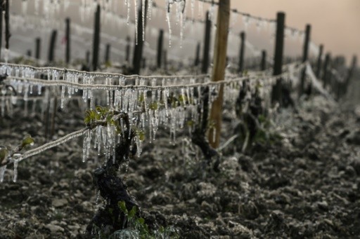 French Wines: Worst Production Since 1970