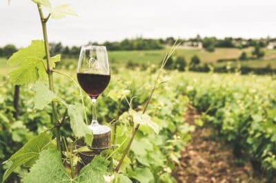 Bordeaux Wine: Pivot from People to the Soil